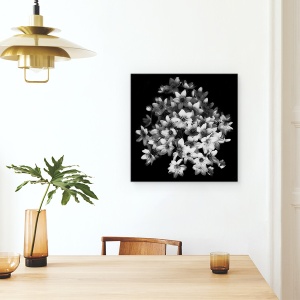 Tablou canvas - Senzatie Timpurie, Clematis, Inflorire, Belgia, Bruges, Flori, 90 x 90 cm - Img 4