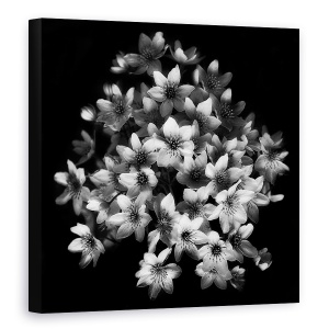 Tablou canvas - Senzatie Timpurie, Clematis, Inflorire, Belgia, Bruges, Flori, 60 x 60 cm