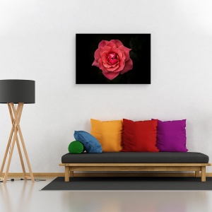 Tablou canvas - Simplitatea Este Frumusete, Trandafir, Floare, Rosu, Negru, Petale, 40 x 60 cm - Img 2
