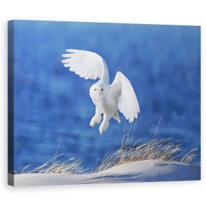 Tablou canvas - Spirit Alb, Bufnita De Zapada, Zbor, Zbor, Zapada, Iarna, 60 x 75 cm