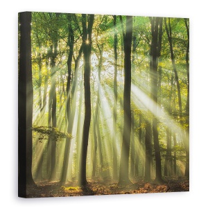 Tablou canvas - Sunny Incepe Ziua, Peisaj, Vara, Padure, Padure, Lumina, 60 x 60 cm