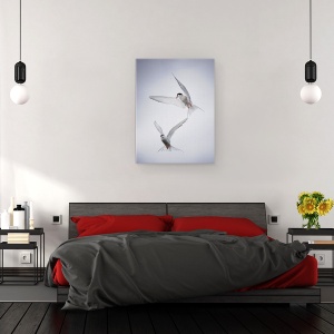 Tablou canvas - Tango Arctic, Arctic, Tern, Dansand, Cer, Pene, 75 x 100 cm - Img 3