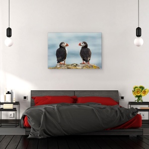 Tablou canvas - Te Iubesc - Si Eu Te Iubesc, Islanda, Pasari, Natura, Puffin, Puffin, 60 x 90 cm - Img 3