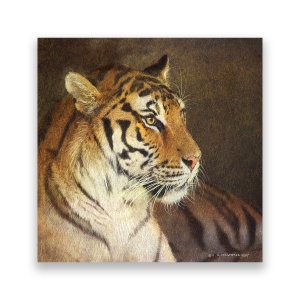 Tablou Canvas - Tigru, Animale, 60 x 60 cm
