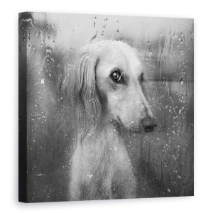 Tablou canvas - Toamna, Caine, Pet, Animal, Alb-Negru, Picaturi, 60 x 60 cm