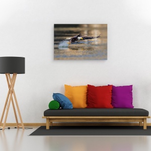 Tablou canvas - Trageti, Vultur, Pasare, Salbatic, Prinde, Peste, 60 x 90 cm - Img 2