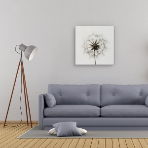 Tablou Canvas - Tragopogon, Papadie, 60 x 60 cm - Img 2