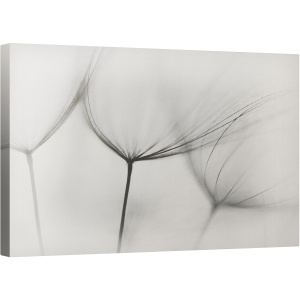 Tablou canvas - Tragopogon, Tragopogon, Rasad, Puieti, Alb-Negru, 50 x 80 cm