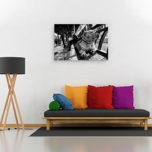 Tablou canvas - Trist, Caine, Pet, Strada, Alb-Negru, Banca, 60 x 90 cm - Img 2