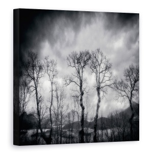 Tablou canvas - Ultimele Zile, Padure, Pomi, Mesteacan, 60 x 60 cm