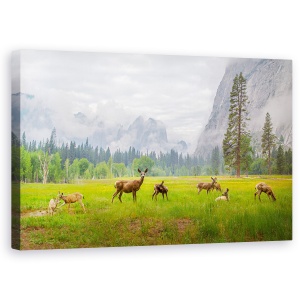 Tablou canvas - Un Sentiment Al Vremurilor Antice, Cerb, Yosemite, Caprioara, Grup, Salbatic, 50 x 80 cm