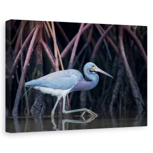 Tablou canvas - Urmarire In Mangrove, Pasare, Natura, Apa, Radacini, 60 x 90 cm