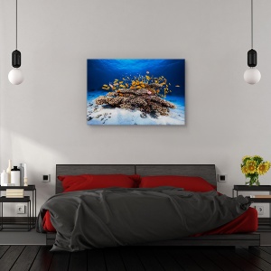 Tablou canvas - Viata marina, Animal, Recif, Coral, Pesti, 80 x 120 cm - Img 3