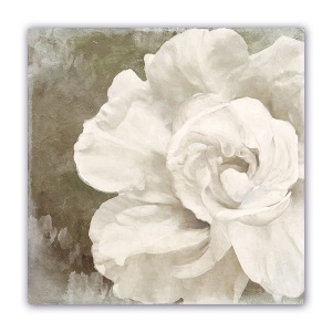Tablou Canvas - Vintage, Flori, Bujori, Alb, 60 x 60 cm