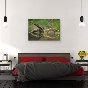 Tablou canvas - Vulpe Rosie, Natura, Animal, Vulpe, Salbatic, Fauna, 60 x 90 cm - Img 3