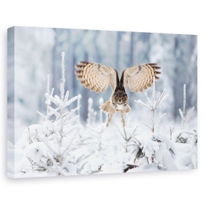 Tablou canvas - Vultur-Bufnita, Bufnita Vultur, Bufnita, Aripi, Zburand, Zbor, 40 x 60 cm