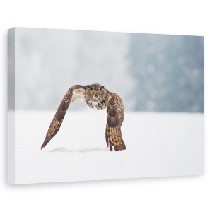 Tablou canvas - Vultur-Bufnita, Natura, Salbatic, Pasare, Bufnita, Zbor, 60 x 90 cm