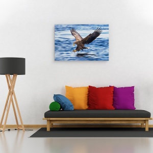Tablou canvas - Vultur Cu Coada Alba, Aterizare, Teren, Scufundare, 60 x 90 cm - Img 2