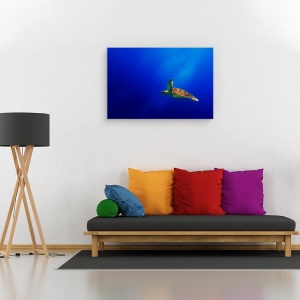 Tablou canvas - Zbor, Mare, Testoasa, Marina, Albastru, Ocean, 60 x 90 cm - Img 2