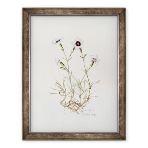 Tablou inramat - Alison Cooper - Dianthus Argus, 70 x 90 cm