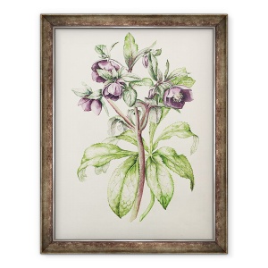 Tablou inramat - Alison Cooper - Helleborus Orientalis de Helen Ballard, 70 x 90 cm