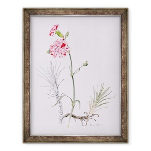 Tablou inramat - Alison Cooper - Varietate veche de Dianthus, 60 x 80 cm