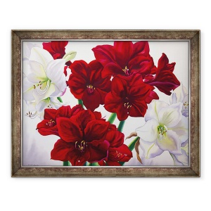 Tablou inramat - Christopher Ryland - Amaryllis rosu si alb, 60 x 80 cm