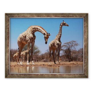 Tablou inramat - Eric Meyer - Girafe de Sud, 2019, 60 x 80 cm