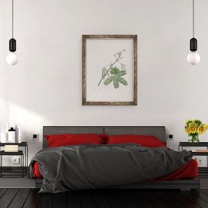 Tablou inramat - scoala engleza - Planta sensibila, ilustrare dintr-un Album de poezii, desene de grafit si acuarela, 60 x 80 cm - Img 3
