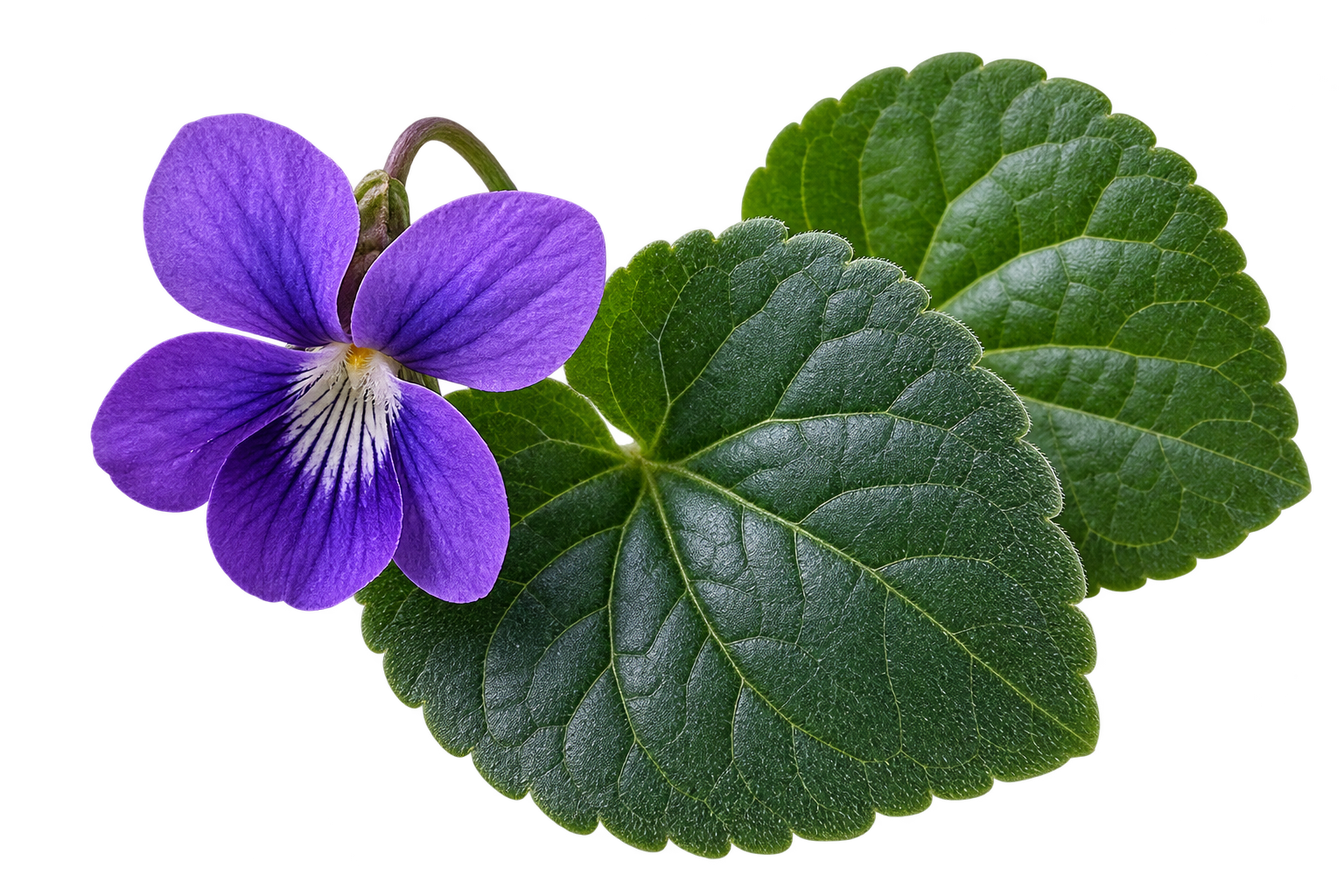 Frunză de violetă