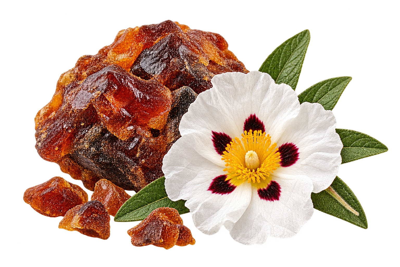 Labdanum
