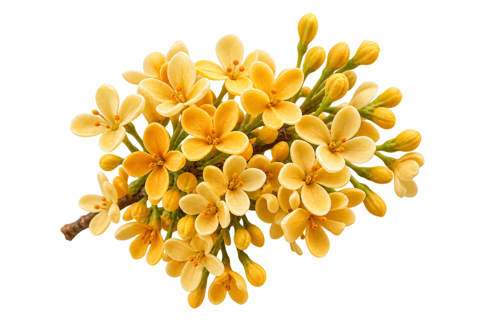 Osmanthus chinezesc