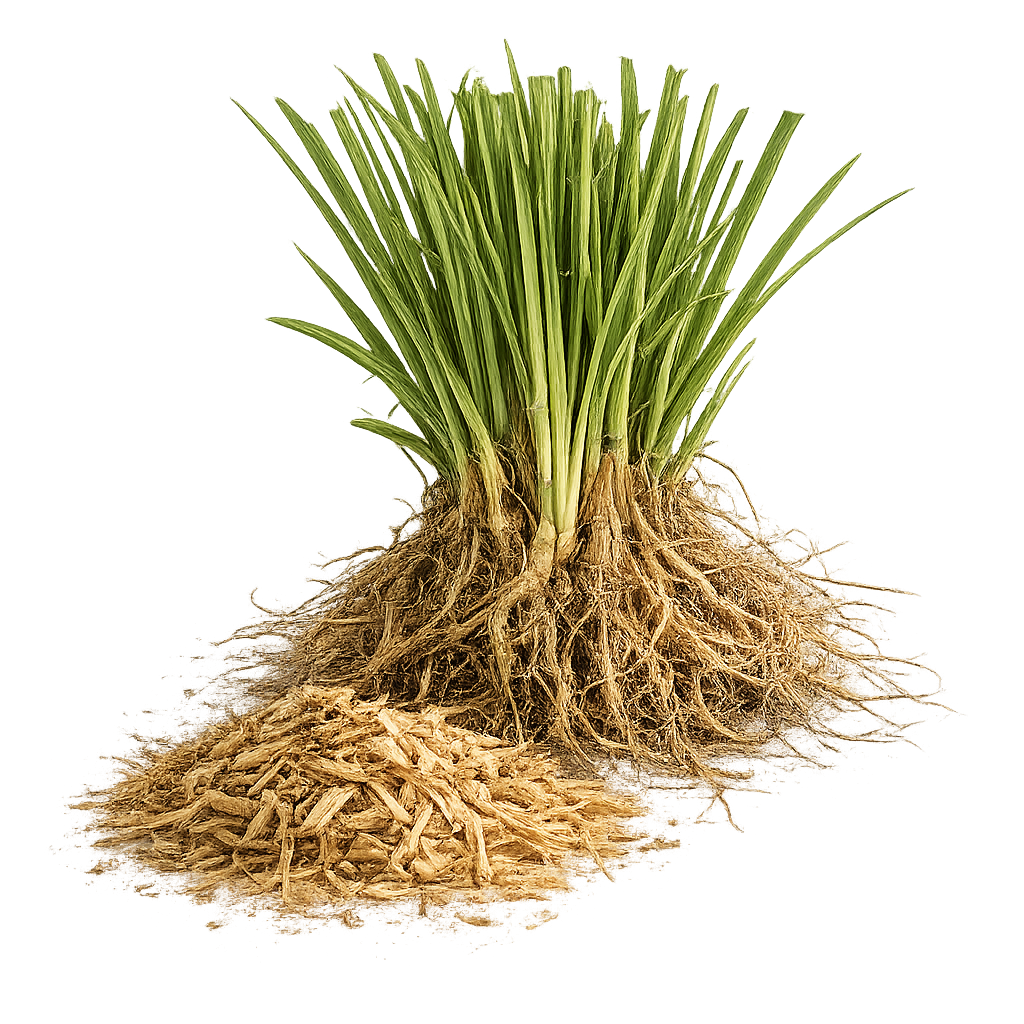 Vetiver