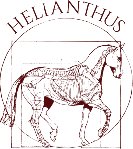 Helianthus