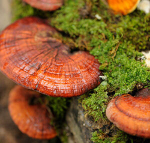 Ce este Ganoderma