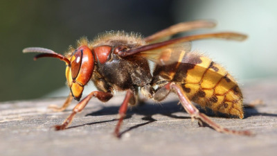 Viespile și Uleiurile Esențiale doTERRA: Prieteni Sau Dușmani?