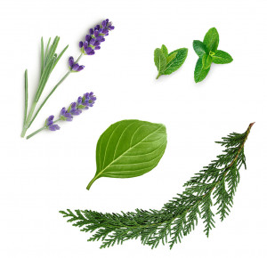 coast-ulei-esential-doTERRA