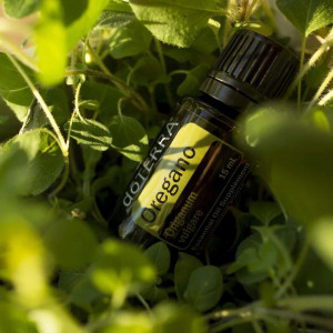 Ulei esential doTERRA Oregano