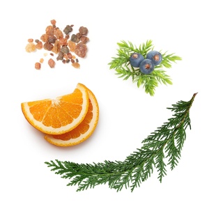 Forest Breeze 5ml doTERRA