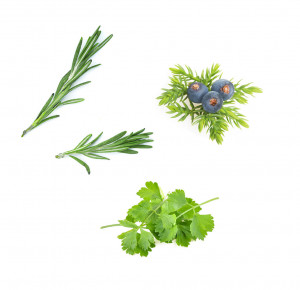 zendocrine complex doTERRA