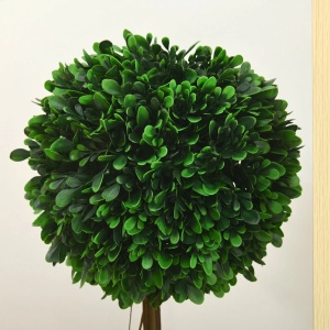 Set 2 plante artificiale buxus cu frunze de santal Re-Bloom, PE/otel, inaltime 60 cm, bila diametru 28 cm, ghiveci diametru 11.5x13 cm, verde/maro/alb - Verificat A · Re-Bloom - Img 4