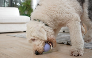 Jucarie Caine Minge Interactiva Pentru Animale de Companie Cheerble Ball PE (violet) C0722