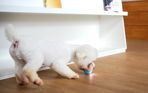 Minge interactiva pentru animale de companie Cheerble Ball W1 SE C1221 - Img 4