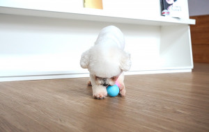Minge interactiva pentru animale de companie Cheerble Ball W1 SE C1221 - Img 3