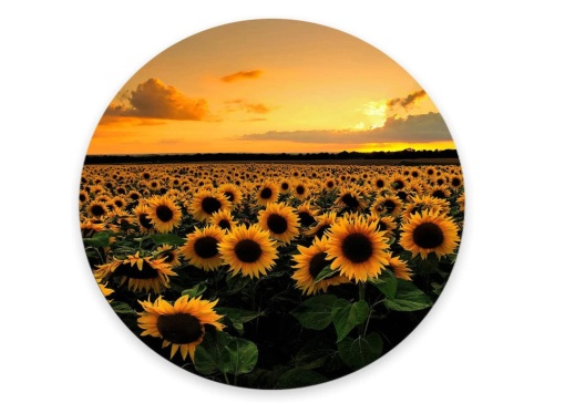 Mousepad Floarea soarelui 20 x 20 cm