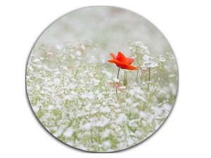 Mousepad floare de mac 20 x 20 cm
