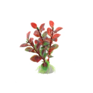 Planta decorativa pentru acvariu Enjoy Ludwigia rosie, 10 cm