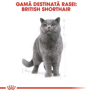 Royal Canin British Shorthair Adult, hrana uscata pisica, 10KG - Img 4