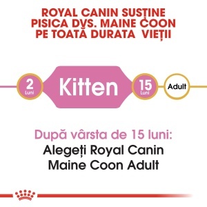 Royal Canin Maine Coon Kitten, hrana uscata pisica junior, 2KG - Img 7
