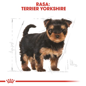 Royal Canin Yorkshire Puppy, hrana uscata caine junior, 500G - Img 3